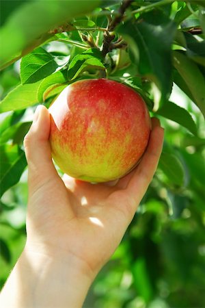 simsearch:649-07238535,k - Closeup on a hand picking a red apple from an apple tree Stock Photo - Budget Royalty-Free & Subscription, Code: 400-03931525