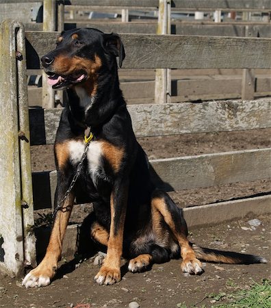 simsearch:400-05711347,k - A New Zealand Huntaway sheepdog waiting for his owner Foto de stock - Super Valor sin royalties y Suscripción, Código: 400-03931818