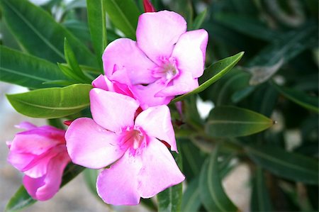 simsearch:400-03928869,k - Beautiful pink flowers in tropical city garden. Foto de stock - Super Valor sin royalties y Suscripción, Código: 400-03931833