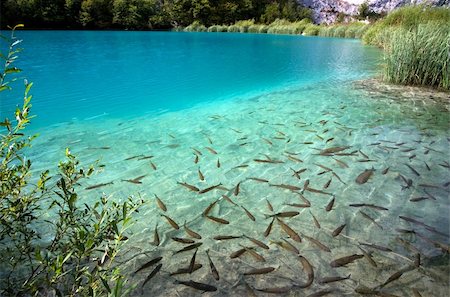 simsearch:614-05955439,k - Lake full of fishes in Plitvice Lakes National Park Stock Photo - Budget Royalty-Free & Subscription, Code: 400-03931921