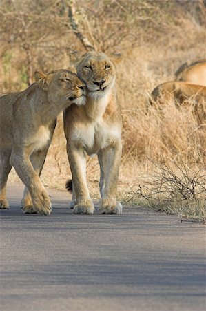 ruler (official leader) - Lioness trying to show some affection to another in the pride Stock Photo - Budget Royalty-Free & Subscription, Code: 400-03932554
