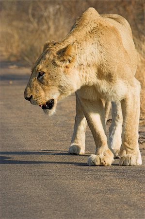 simsearch:400-04613070,k - Lioness walking along the road searching for prey Stock Photo - Budget Royalty-Free & Subscription, Code: 400-03932553