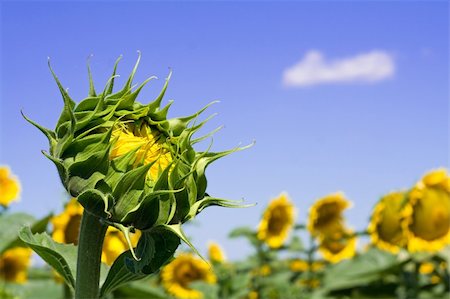 simsearch:841-07523710,k - Sunflower bud on a sunny sunflowers field under a bright blue sky Photographie de stock - Aubaine LD & Abonnement, Code: 400-03933767