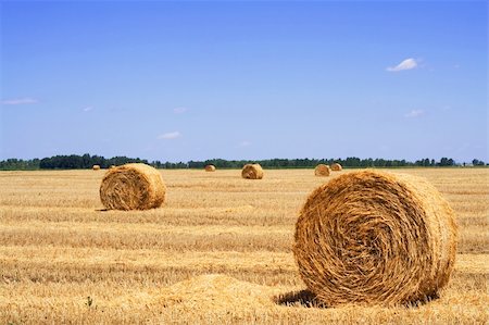 simsearch:6109-07498113,k - Stubble field with rolls of gathered straw or hay and a bright blue sky Stock Photo - Budget Royalty-Free & Subscription, Code: 400-03933768