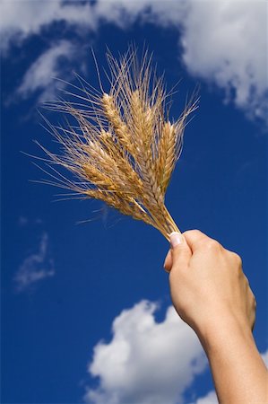 simsearch:6109-07498113,k - Woman hand holding wheat spikes against blue sky Stock Photo - Budget Royalty-Free & Subscription, Code: 400-03933771
