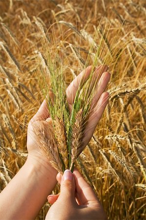 simsearch:6109-07498113,k - Woman hands holding crops against golden wheat field - concept for hope, wealth and natural eating Stock Photo - Budget Royalty-Free & Subscription, Code: 400-03933772