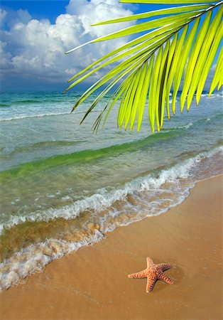 simsearch:614-05955439,k - Paradise with palm tree and Starfish on the shore of beautiful beach with colorful and clean waters Stock Photo - Budget Royalty-Free & Subscription, Code: 400-03944206