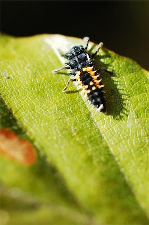 simsearch:400-04920020,k - Close-up photo of a insect on a leaf Foto de stock - Super Valor sin royalties y Suscripción, Código: 400-03944298