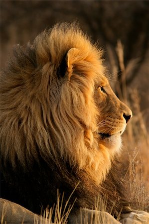 simsearch:400-04727848,k - Portrait of a big male African lion (Panthera leo), South Africa Stock Photo - Budget Royalty-Free & Subscription, Code: 400-03944323