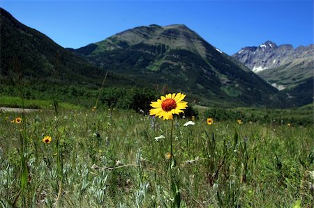 pretty tourist attraction backgrounds - Yellow flower and mountains, Waterton National Park, Alberta, Canada Stock Photo - Budget Royalty-Free & Subscription, Code: 400-03944468