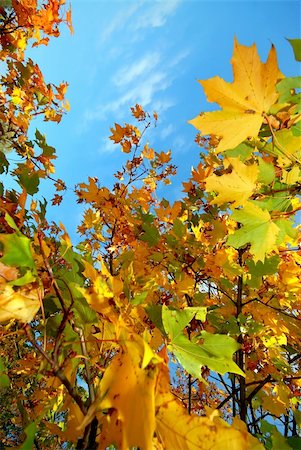 simsearch:696-03394776,k - Colorful autumn leaves against a blue sky with clouds Photographie de stock - Aubaine LD & Abonnement, Code: 400-03945327