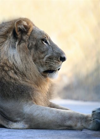 simsearch:400-04727848,k - Portrait of a lion close-up. Bali a zoo Stock Photo - Budget Royalty-Free & Subscription, Code: 400-03946035