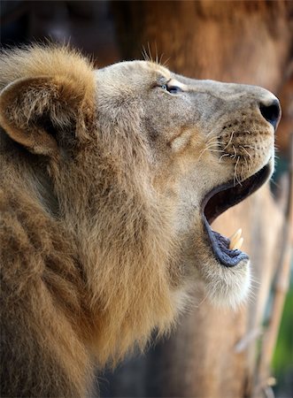 Big lion showing who is the king. Bali a zoo Photographie de stock - Aubaine LD & Abonnement, Code: 400-03946036