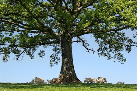 simsearch:400-04794343,k - Spring lambs and sheep sheltering in the shade under the branches of an oak tree. Stock Photo - Budget Royalty-Free & Subscription, Code: 400-03946116