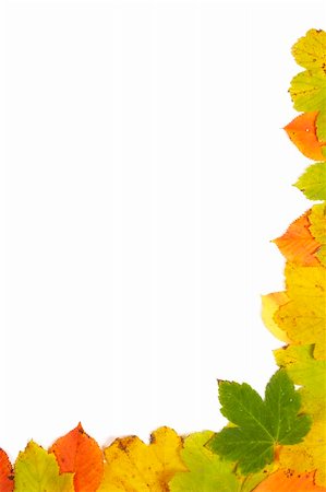 falling green leaves white background - Colorful autumn corner made from leaves on white background Stock Photo - Budget Royalty-Free & Subscription, Code: 400-03946127