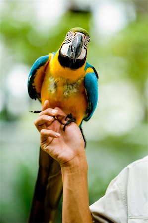 flying bird human hand - Man holding parrot in his hand. Stock Photo - Budget Royalty-Free & Subscription, Code: 400-03946829