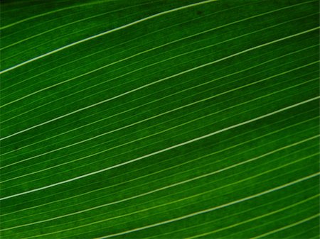 green leaf macro lines Stock Photo - Budget Royalty-Free & Subscription, Code: 400-03948769