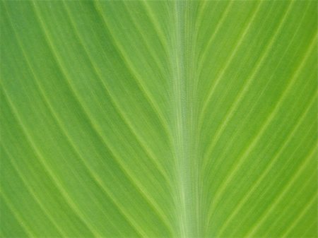 green leaf macro lines Stock Photo - Budget Royalty-Free & Subscription, Code: 400-03948770