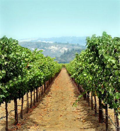 simsearch:846-05647552,k - Vineyard in Sonoma county, California Stock Photo - Budget Royalty-Free & Subscription, Code: 400-03941185