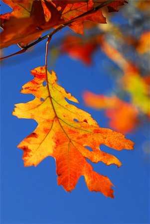 simsearch:696-03394776,k - Bright autumn leaf on a fall oak tree branch, blue sky background Photographie de stock - Aubaine LD & Abonnement, Code: 400-03941390