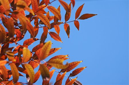simsearch:696-03394776,k - Autumnal  red leaves against a clear blue sky Photographie de stock - Aubaine LD & Abonnement, Code: 400-03941495