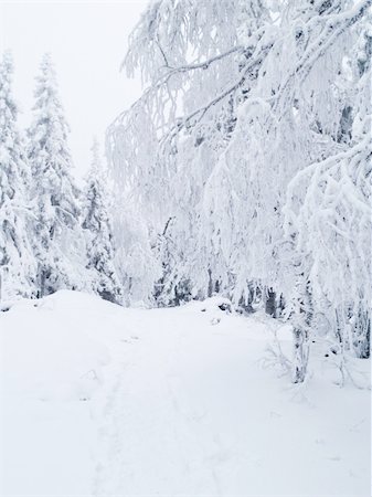 simsearch:614-06718312,k - Path in snow between snowy trees Photographie de stock - Aubaine LD & Abonnement, Code: 400-03941787