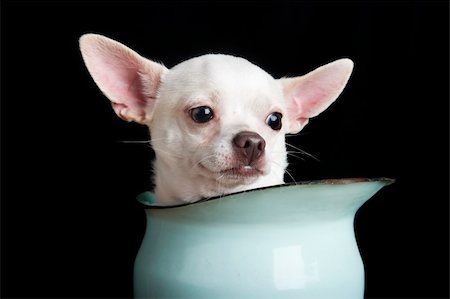 A thoughtful chihuahua. Photographie de stock - Aubaine LD & Abonnement, Code: 400-03942225