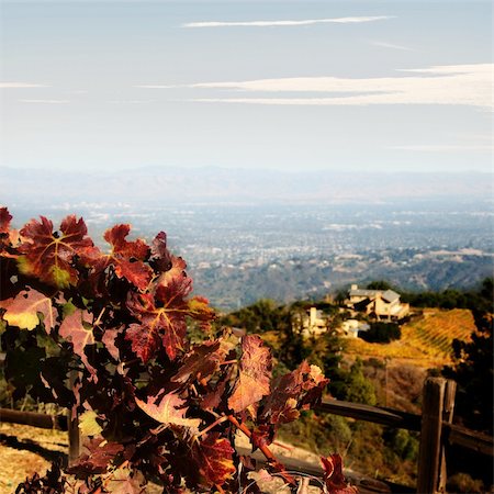 simsearch:846-05647552,k - Autumn grape leaves at California winery with a view at the valley Stock Photo - Budget Royalty-Free & Subscription, Code: 400-03942498