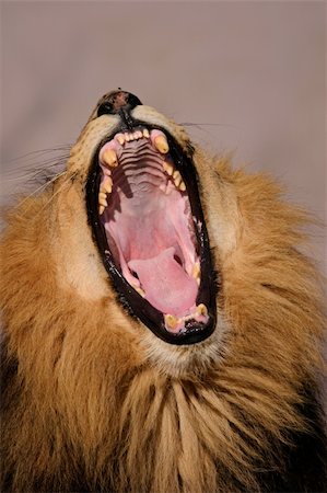 simsearch:400-04171805,k - Portrait of a yawning male African lion (Panthera leo), Kalahari, South Africa Stock Photo - Budget Royalty-Free & Subscription, Code: 400-03942591