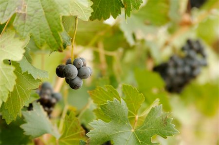 simsearch:846-03166143,k - Beautiful Wine Grapes on the Vine one Early Fall Morning. Stock Photo - Budget Royalty-Free & Subscription, Code: 400-03942939