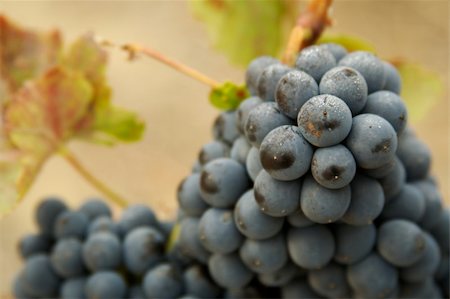 simsearch:846-03166143,k - Beautiful Wine Grapes on the Vine one Early Fall Morning. Stock Photo - Budget Royalty-Free & Subscription, Code: 400-03942940