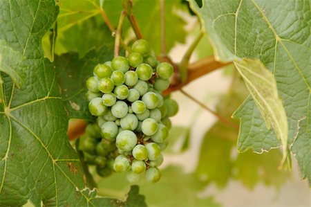 simsearch:846-03166143,k - Beautiful Wine Grapes on the Vine one Early Fall Morning. Stock Photo - Budget Royalty-Free & Subscription, Code: 400-03942941