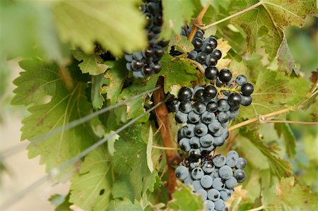 simsearch:846-03166143,k - Beautiful Wine Grapes on the Vine one Early Fall Morning. Stock Photo - Budget Royalty-Free & Subscription, Code: 400-03942942