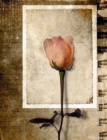 parchment (high quality paper) - Mixed media illustration of abstract grunge background with rose Stock Photo - Budget Royalty-Free & Subscription, Code: 400-03942975