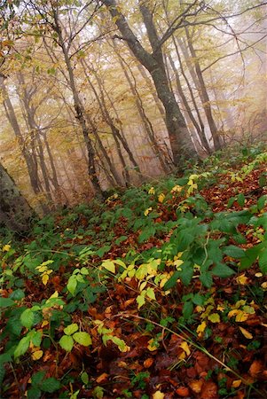 simsearch:696-03394776,k - autumn forest haze Photographie de stock - Aubaine LD & Abonnement, Code: 400-03943189