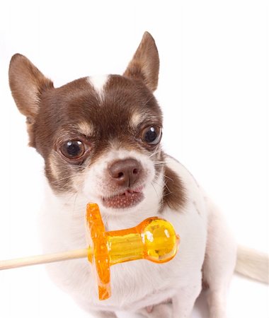 simsearch:400-06424912,k - chihuahua and lollipop on the white background Foto de stock - Super Valor sin royalties y Suscripción, Código: 400-03943194