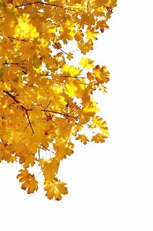 simsearch:696-03394776,k - Branch of autumn leaves on white background Photographie de stock - Aubaine LD & Abonnement, Code: 400-03943434