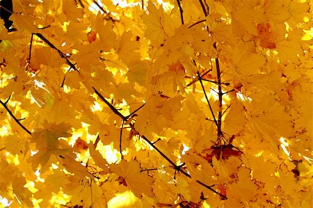 simsearch:400-03928869,k - Orange leaves of Autumn. autumnal forest which shines in morning sunlight Foto de stock - Super Valor sin royalties y Suscripción, Código: 400-03943441