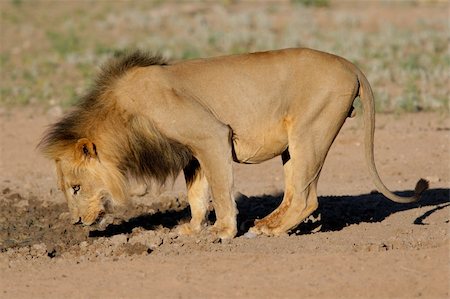 simsearch:400-04727848,k - Big, black-maned African lion (Panthera leo), Kalahari, South Africa Stock Photo - Budget Royalty-Free & Subscription, Code: 400-03943809