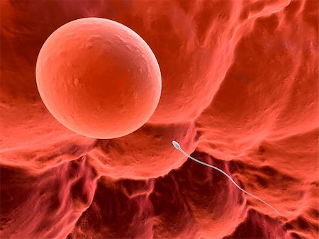 3d rendered close up of a human egg with one sperm Stock Photo - Budget Royalty-Free & Subscription, Code: 400-03954729