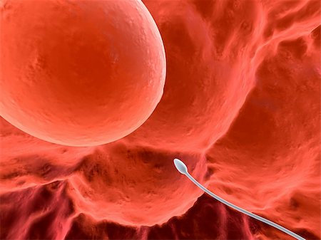 3d rendered close up of a human egg with one sperm Stock Photo - Budget Royalty-Free & Subscription, Code: 400-03954730