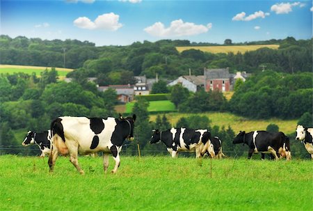 simsearch:400-05669603,k - Cows grazing in a green pasture in rural Brittany, France. Photographie de stock - Aubaine LD & Abonnement, Code: 400-03956136