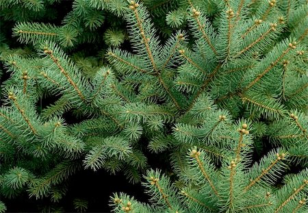 Green branch of the pine tree close up photo Stock Photo - Budget Royalty-Free & Subscription, Code: 400-03956595