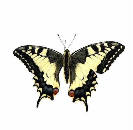 simsearch:632-05760615,k - nice yellow butterfly on the white background Stock Photo - Budget Royalty-Free & Subscription, Code: 400-03956707
