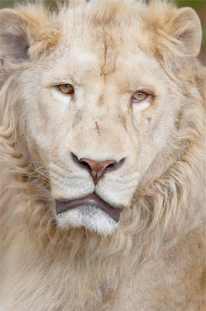 white lion portrait Stock Photo - Budget Royalty-Free & Subscription, Code: 400-03957206