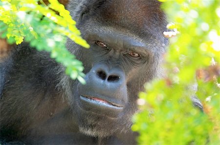 Sad gorilla Stock Photo - Budget Royalty-Free & Subscription, Code: 400-03957203