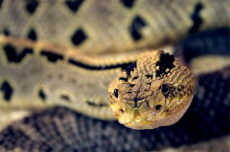 snake skin - Yellow snake's head close-up Photographie de stock - Aubaine LD & Abonnement, Code: 400-03957280