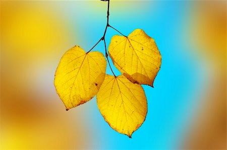 simsearch:696-03394776,k - bright yellow-blue elegy: sharp yellow leaves on branch highlighted by sun. shallow dof! Photographie de stock - Aubaine LD & Abonnement, Code: 400-03957302