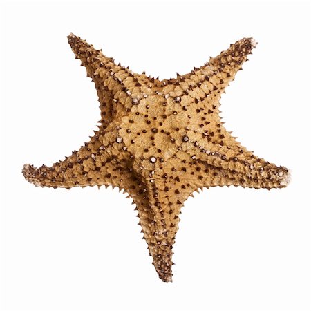 simsearch:614-05955439,k - Bahama Star Starfish isolated on white background Stock Photo - Budget Royalty-Free & Subscription, Code: 400-03950064