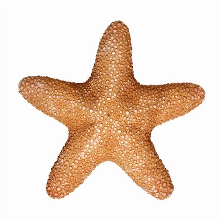 simsearch:614-05955439,k - Jungle Star Starfish isolated on white background Stock Photo - Budget Royalty-Free & Subscription, Code: 400-03950066